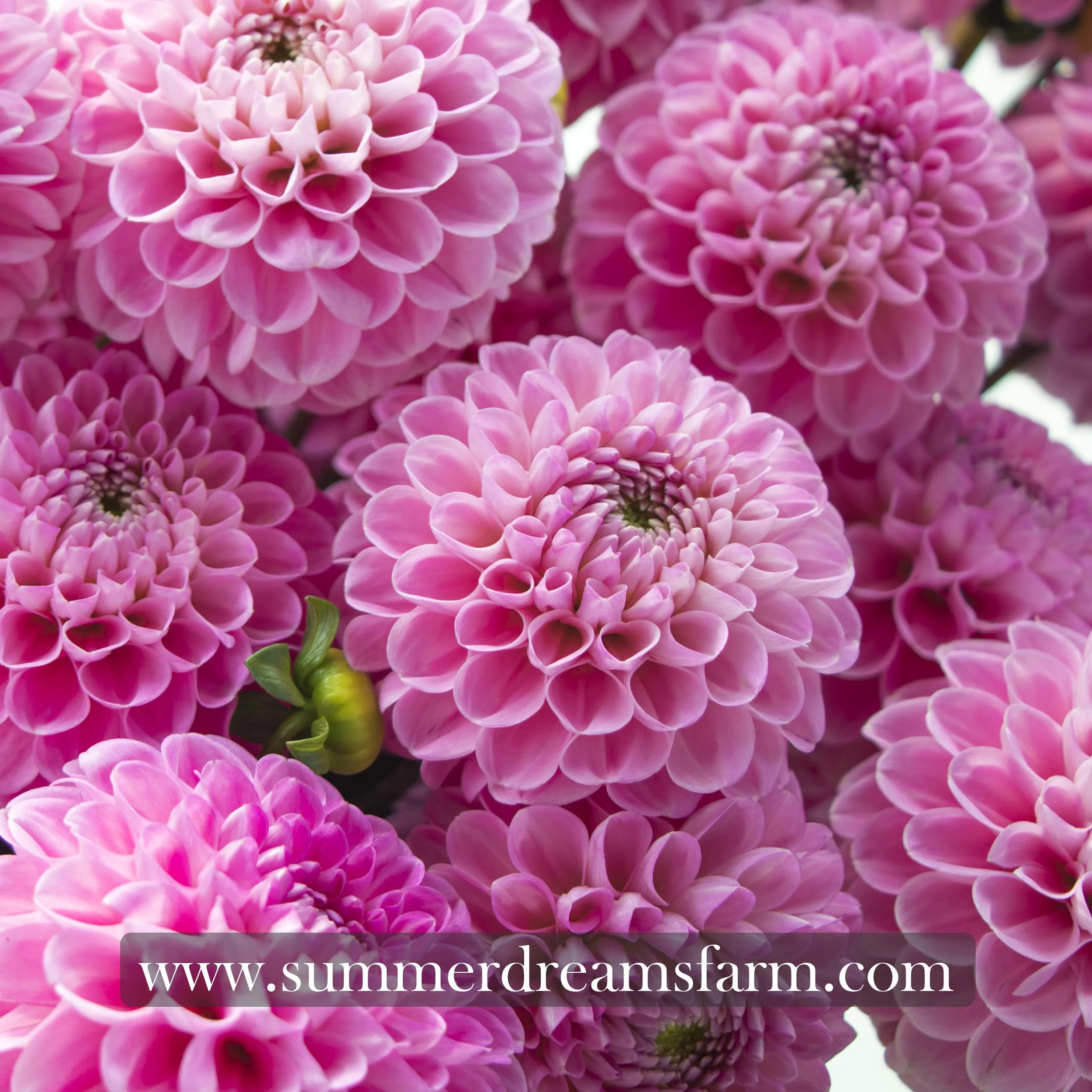 Dahlia - Wizard of Oz — Dahlia | SummerDreamsFarm